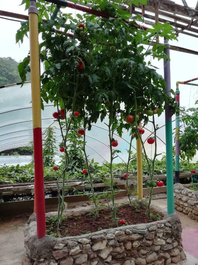 קמרון היילנדס Mag Homestay At Crown Imperial Court, Brinchang מראה חיצוני תמונה